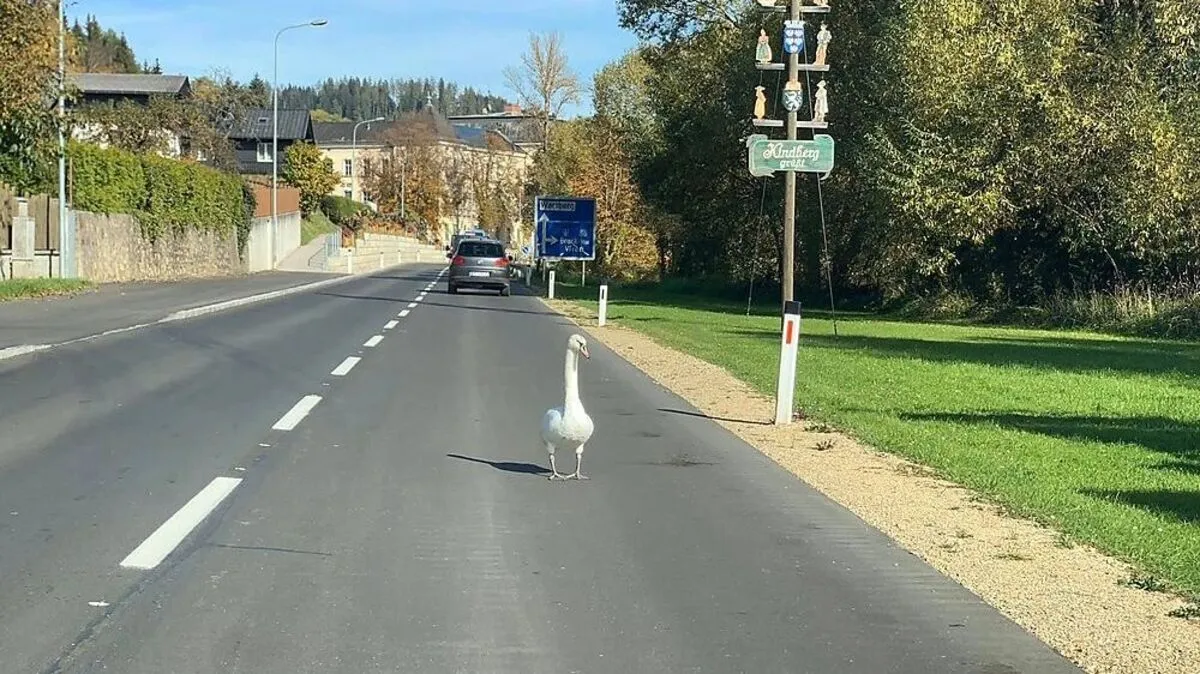 Der Schwan stand mitten auf der Fahrbahn