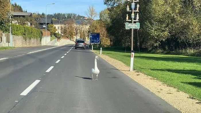 Der Schwan stand mitten auf der Fahrbahn