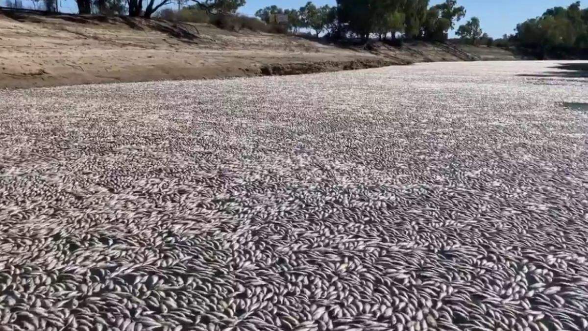Massives Fischsterben nahe einer kleinen Gemeinde im australischen Outback sorgt für Entsetzen