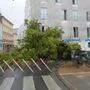 Eine alte Kastanie wurde am Lendplatz entwurzelt und stürzte um