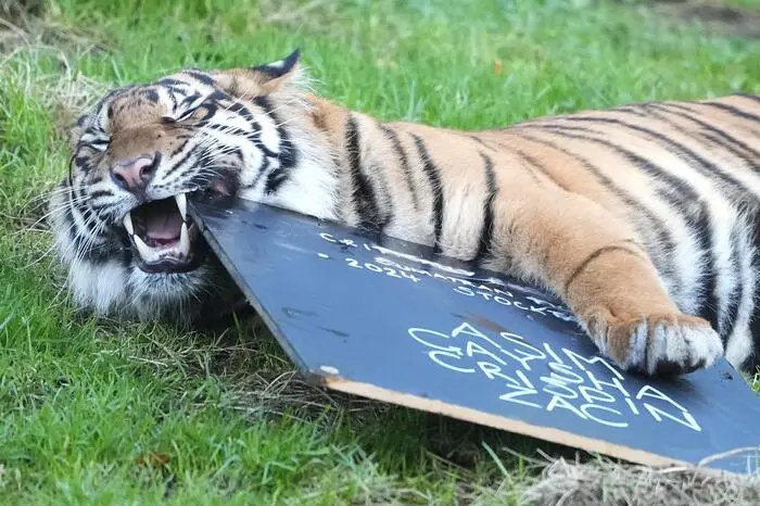 Der indonesische Tiger Crispin wurde ebenfalls abgelichtet.