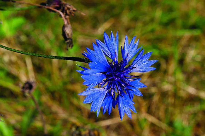 Die Kornblume ist mit ihrem hohen Pollen- und Nektaranteil bei vielen Insekten beliebt und gehört zu den Sommerblumen.