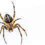 Spinnen werden gerne mittels Staubsauger entfernt. Doch das ist keine gute Idee
