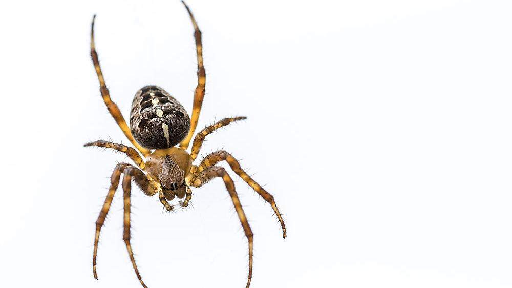 Spinnen werden gerne mittels Staubsauger entfernt. Doch das ist keine gute Idee