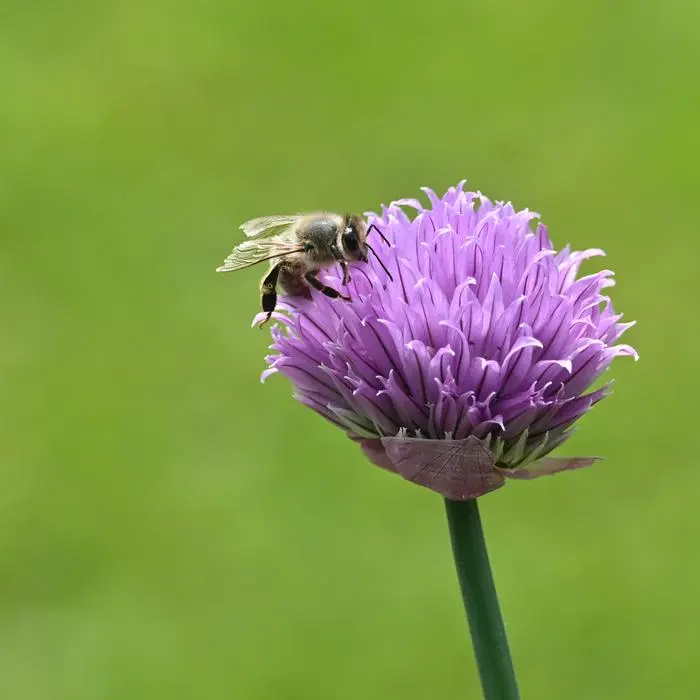Fleißiges Bienchen | Oftmals lohnt es sich, genau hinzuschauen: Unsere Leserin entdeckte diese Biene auf einer Blume.