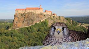 Ein Turmfalke hat es sich oberhalb des Eselsteigs gemütlich gemacht