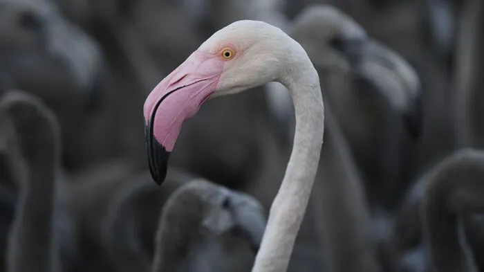 Mehr als 12.000 Küken seien an den salzigen Gewässern bei Aigues-Mortes geschlüpft, teilte der Salzproduzent Groupe Salins mit.