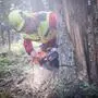 Ein Mann in gelb-roter Schutzmontur samt Helm kniet am Waldboden und schneidet mit einer Motorsäge den Stamm eines stehenden Baumes an