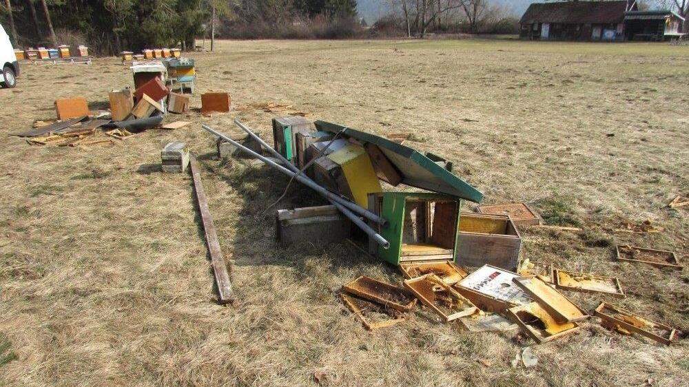 Die Bienenstöcke eines 63-jährigen Mannes wurden vom &quot;Laaker Petzi&quot; geplündert
