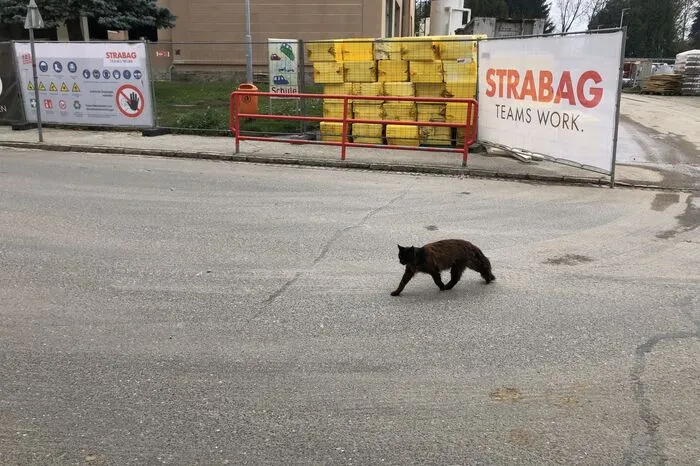 Baustellen sind dem Kater ebenso egal...