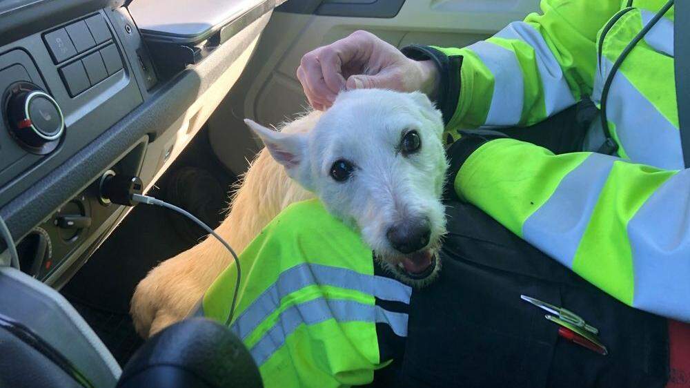 Asfinag-Mitarbeiter retteten Hund von A21 in Niederösterreich 