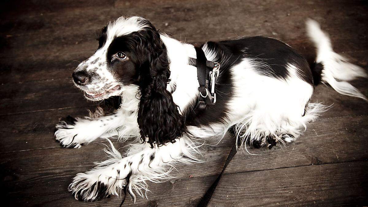 Der Hund hatte Glück, dass sein Frauchen die Wurst vor ihm gefunden hatte (Symbolfoto)