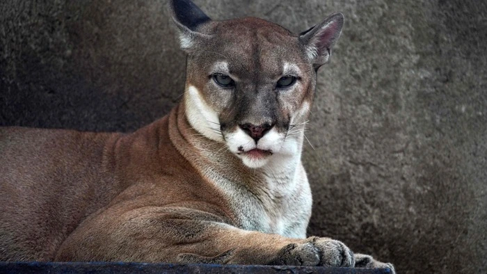 Warnung vor einem freilaufenden Puma bei München