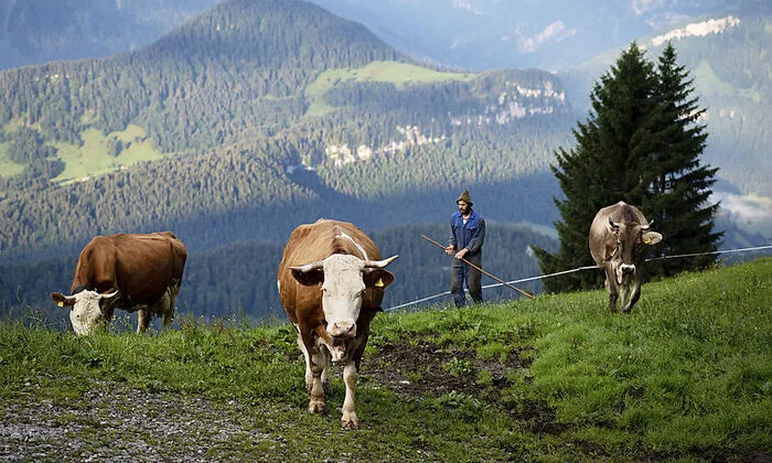 Käse hat in Österreich ein lange Geschichte – von den Almen bis in die Klöster