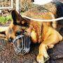 Ein sechs Jahre alter Hund soll von seinem Besitzer mit einem verbotenen Stachelhalsband gequält worden sein