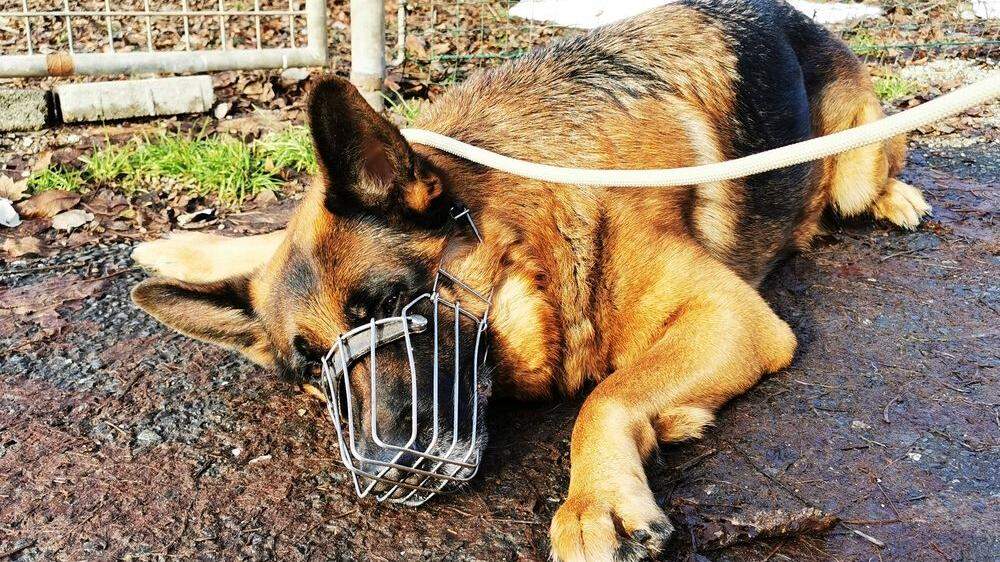 Ein sechs Jahre alter Hund soll von seinem Besitzer mit einem verbotenen Stachelhalsband gequält worden sein