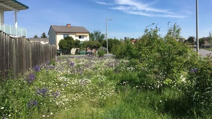 Auch Wiesenblumen können am Muttertag eine große Freude bereiten