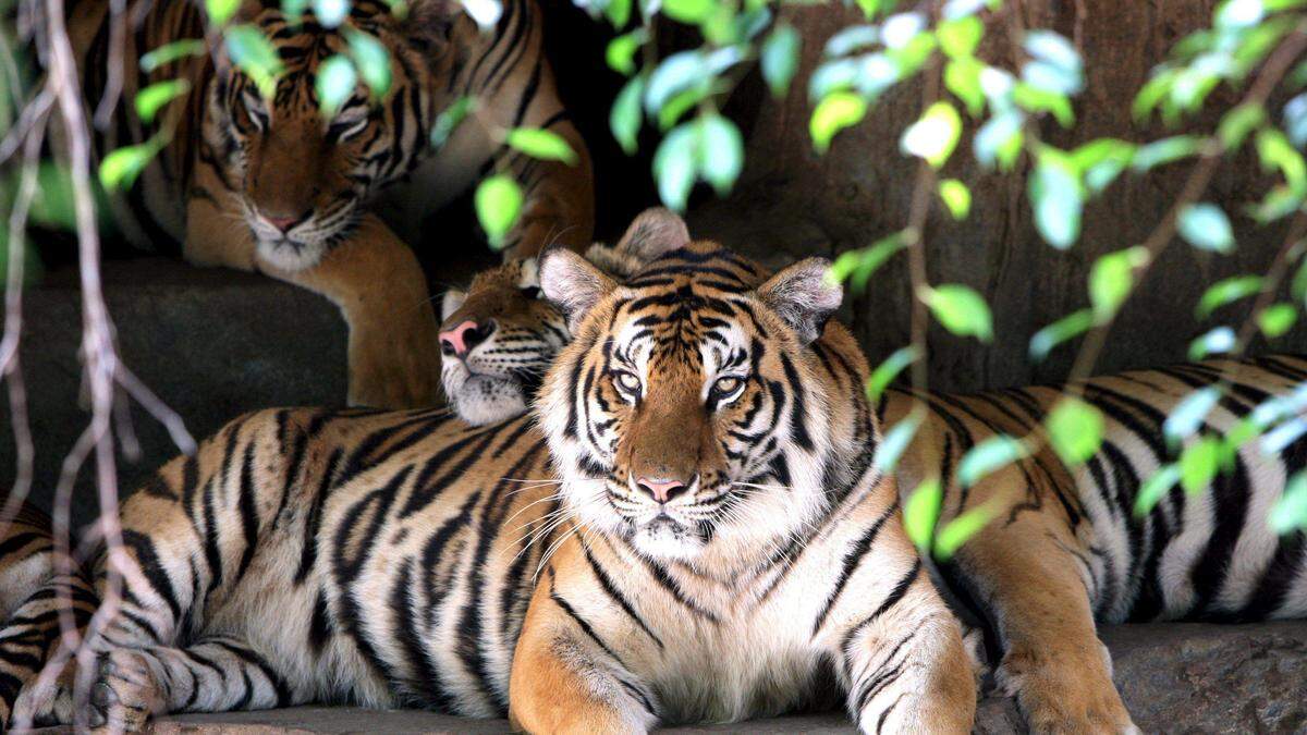 In Thailand versetzte ein freigewordener Tiger ein Dorf in Angst und Schrecken