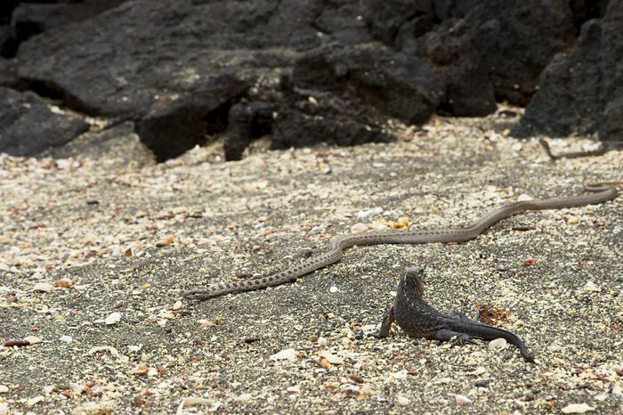 Zeuge eines dramatischen, noch nie gesehenen Wettlaufs ums Überleben wurde eines der Filmteams auf der Insel Fernandina, der drittgrößten Galapagos-Insel.