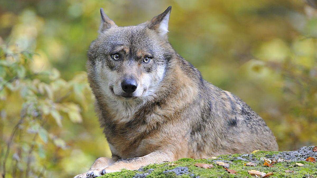 Experten diskutieren am Sonntag zum Thema Wolf