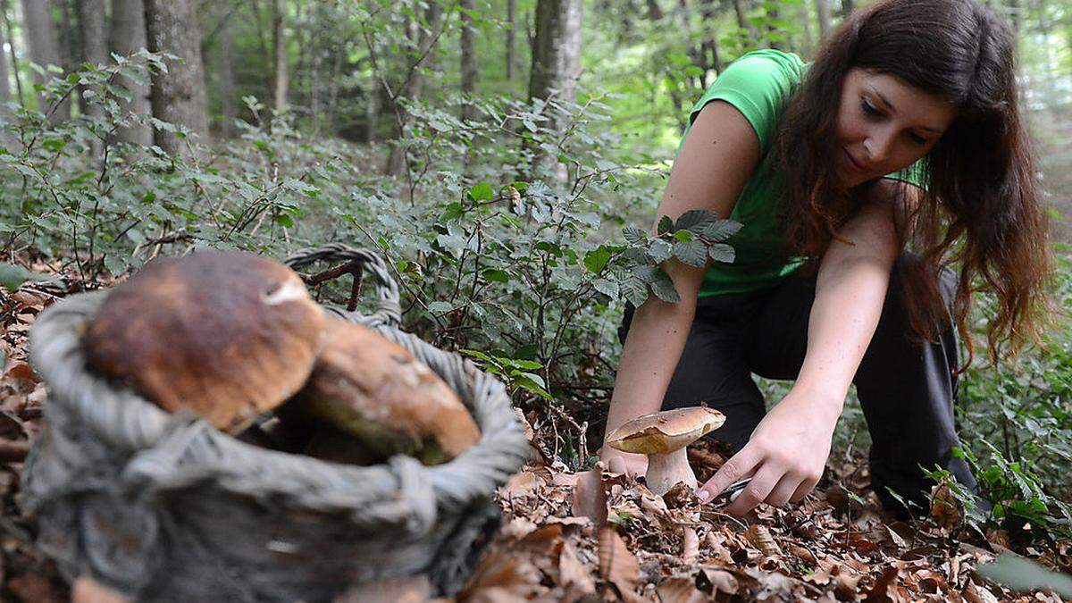 Neben Steinpilz, Eierschwammerl und Parasol gibt es hunderte andere Speisepilze in den heimischen Wäldern