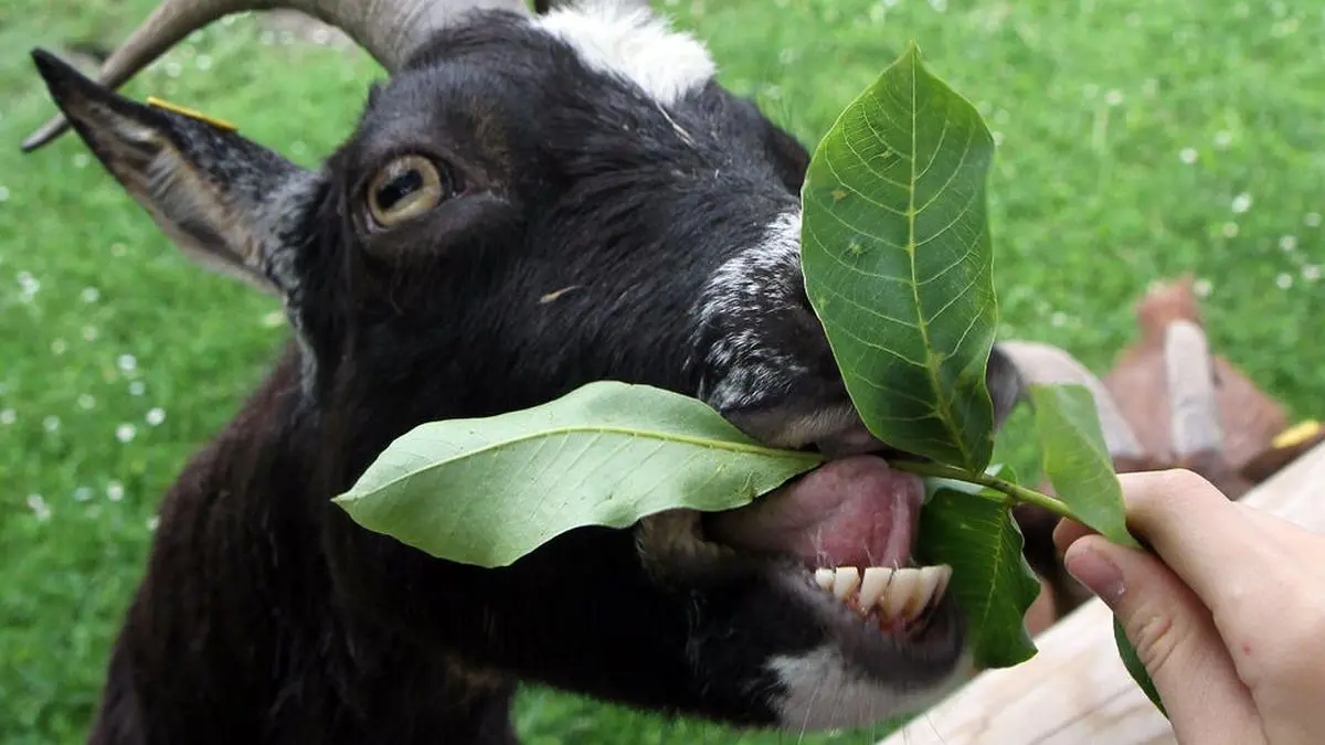 A goat is fed with leaves as temperatures reach 16 degrees Celsius (60.8 Fahrenheit) in the flower gardens Hirschstetten in Vienna, Austria, on Sunday, June 20, 2010. (AP Photo/Ronald Zak)