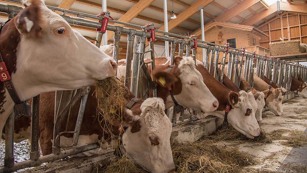 Das Land will mit den Maßnahmen Tiertragödien, wie jene in St. Nikolai, verhindern (Sujetbild)