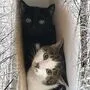 Die zwei Katzen wurden im Schnee gefunden 