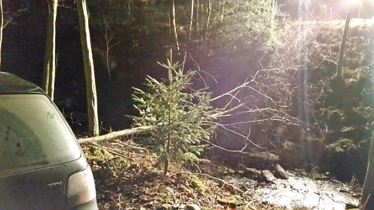 Ein Unfallfahrzeug wurde erst in einem Wald gestoppt