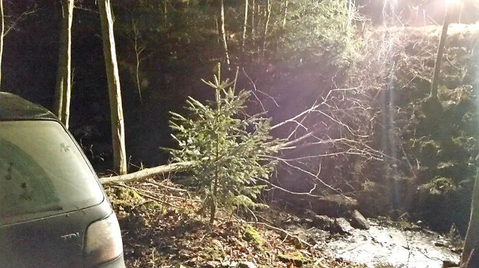 Ein Unfallfahrzeug wurde erst in einem Wald gestoppt