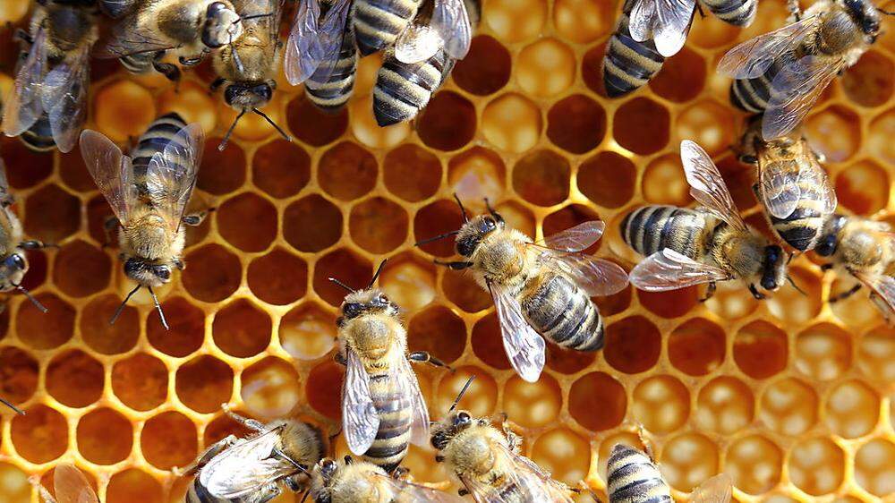 Eine Bienenhütte mit zehn Bienenstöcken brannte aus