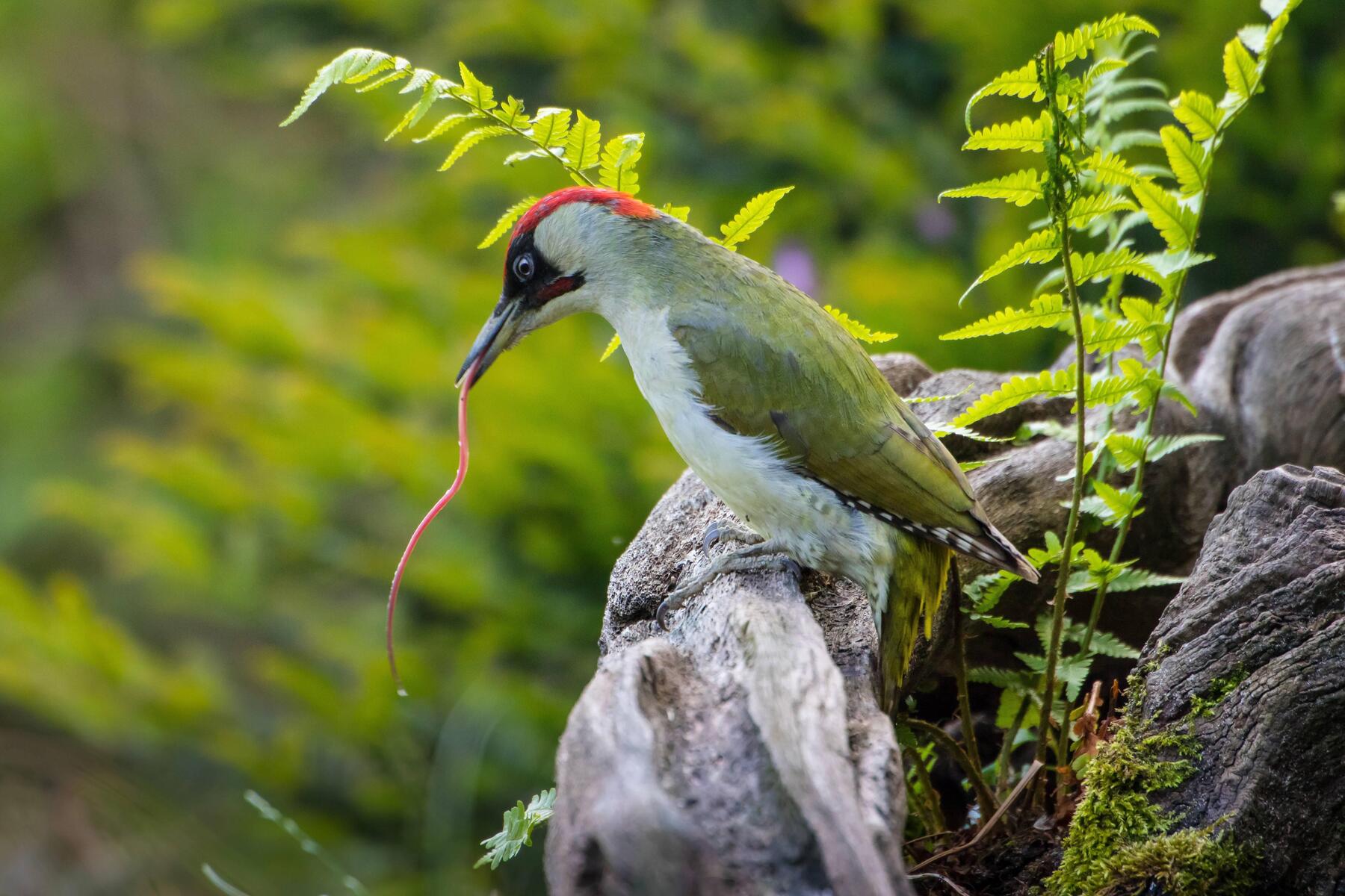 Schon gewusst?: Bis zu zehn Zentimeter: Dieser Vogel hat die längste Zunge
