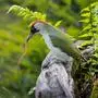 Der Grünspecht wird im Volksmund auch Erdspecht genannt