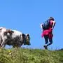 Kuh und Wanderin auf einer Alm | Auf der Turracher Höhe wurden einer Frau bei einem Angriff einer Mutterkuh 22 Knochen gebrochen (Symbolfoto)