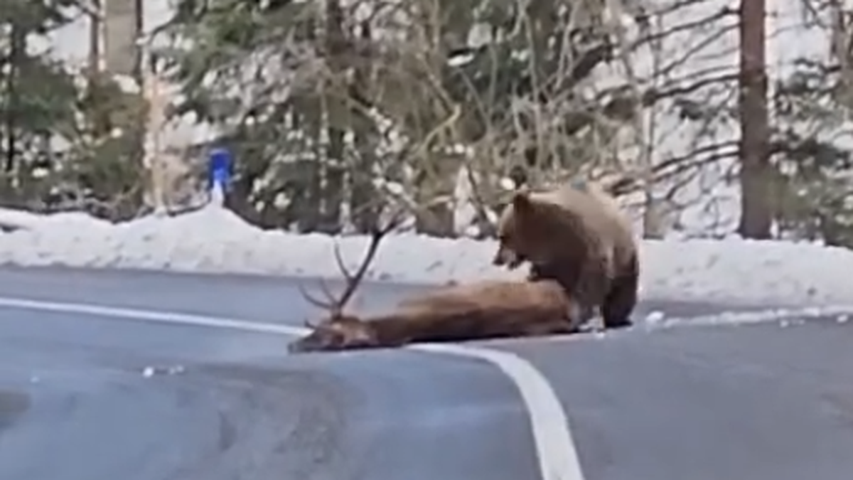 Der Bär schleift den Hirsch über die Straße