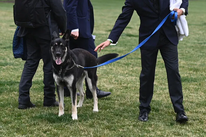 Der Deutsche Schäferhund solle ein paar Wochen lang trainiert werden, damit er sich an das Leben im Weißen Haus gewöhnt.
