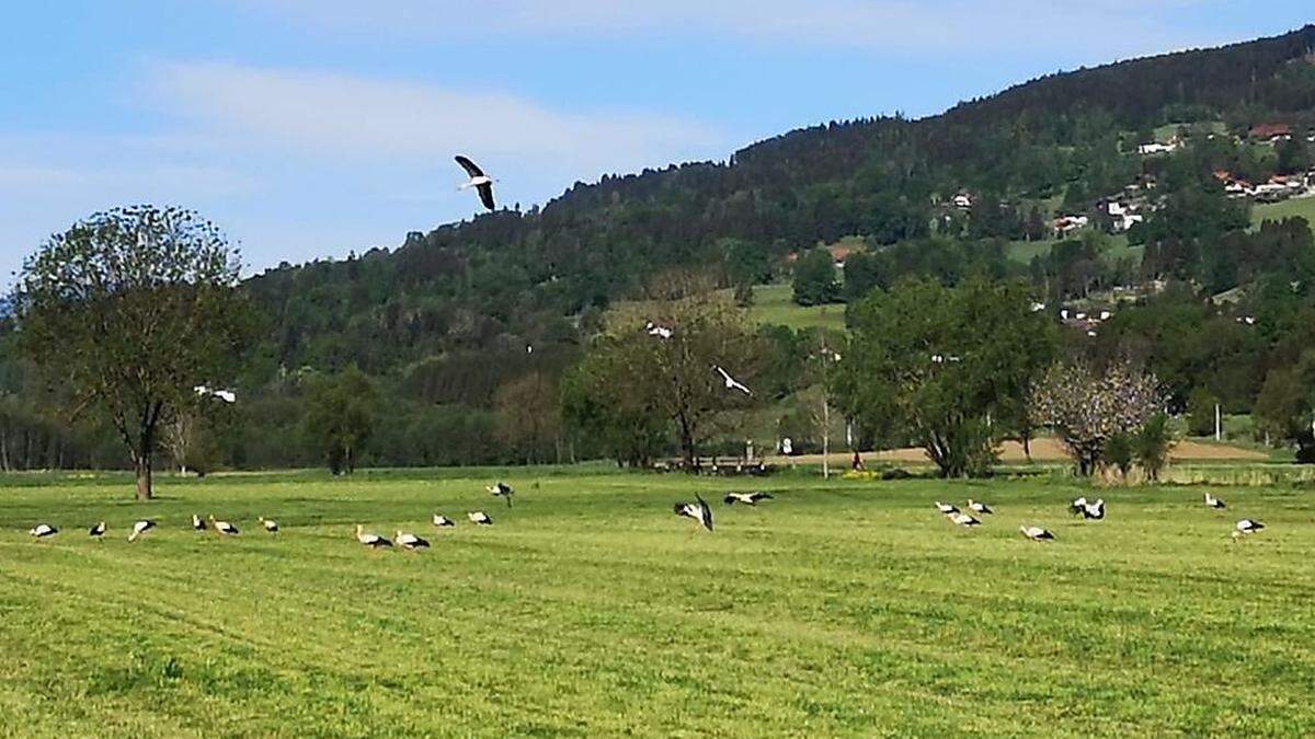 Invasion der Störche im Glantal