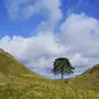 Der Baum, als er noch ein malerisches Motiv abgegeben hat