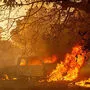Wegen der Hitze kam es weltweit zu Waldbränden, so auch hier in Kalifornien