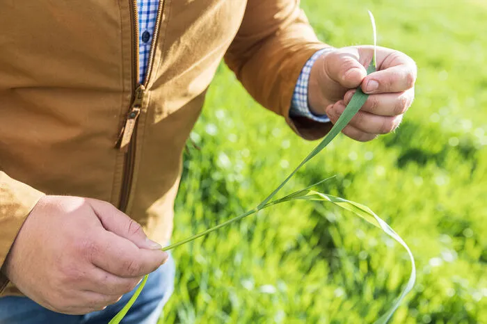 Martin Lackner auf seinem Bio-Dinkel-Acker - er hält eine Dinkelpflanze in der Hand, die den aktuellen Wachstumsstatus zeigt