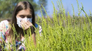 In Österreich gibt es rund eine Million Pollenallergiker