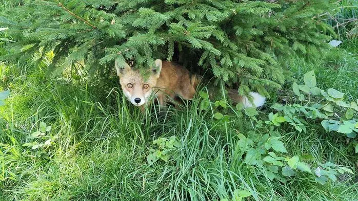 In Proleb wurde ein Rotfuchs illegal gehalten (Sujetbild)