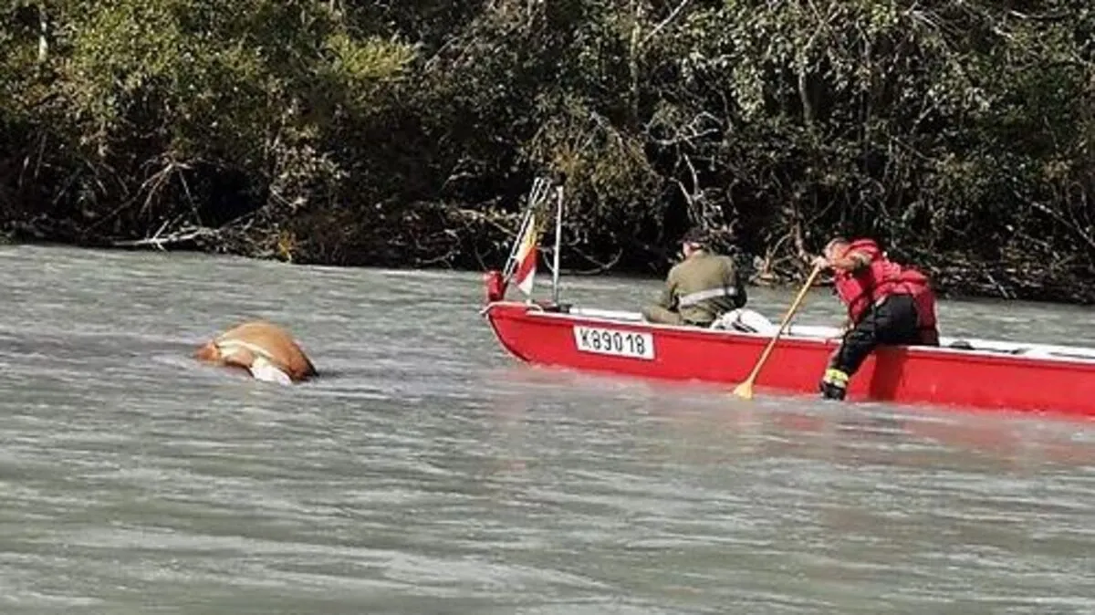 Die Kameraden zogen das tote Tier ans Ufer 