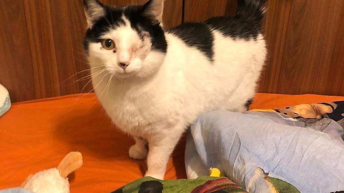 Katze Miri wurde mit aufgeschnittenem Bauch gefunden