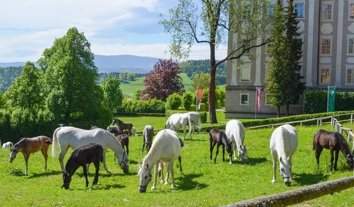 Ein Blick auf das Gestüt im Sommer - seit 1920 ist es die Heimat der Lipizzaner