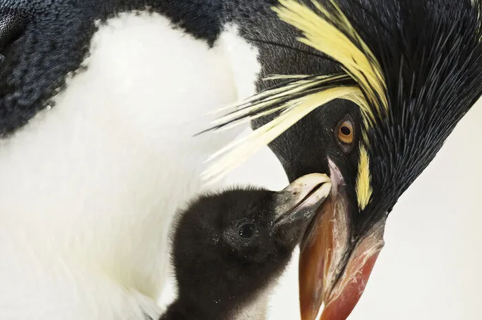 Bei den Felsenpinguinen im Tiergarten Schönbrunn gibt es Mitte April Nachwuchs. Nach rund 33 Tagen Brutzeit sind elf Küken geschlüpft. Die Pinguin-Eltern teilen sich im Polarium die Aufzucht. Abwechselnd wärmen sie die Kleinen und füttern sie mit vorverdauter Nahrung.