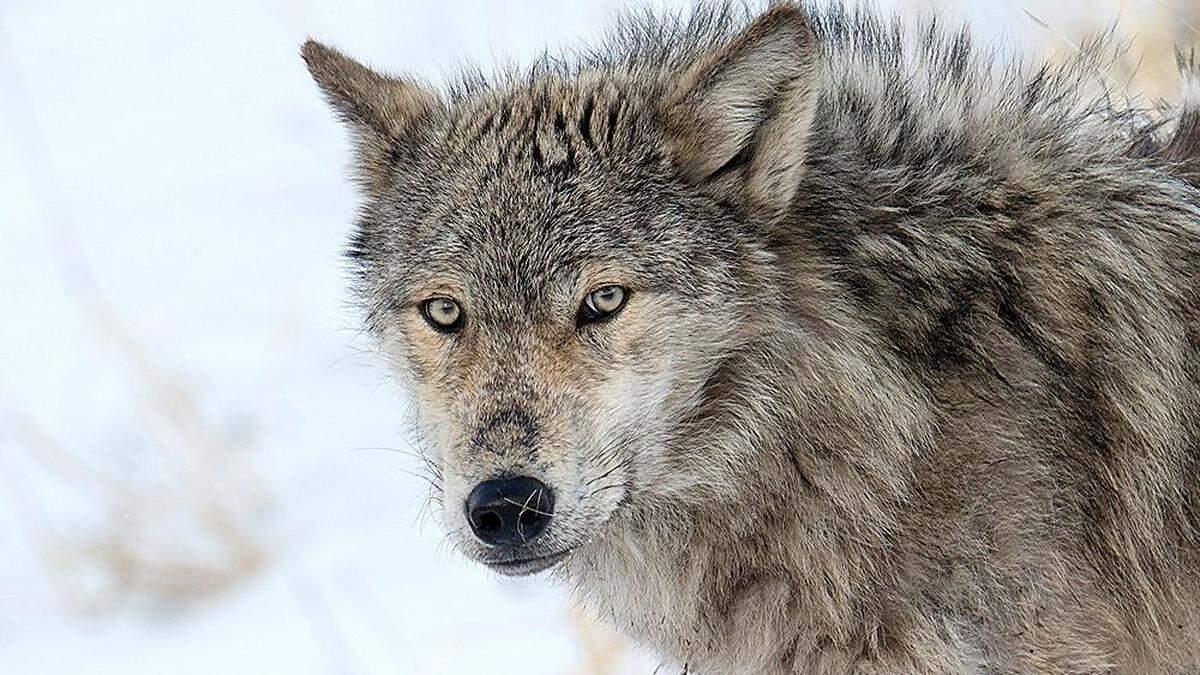 Eine Erfolgsgeschichte: Wölfe im Yellowstone-Nationalpark