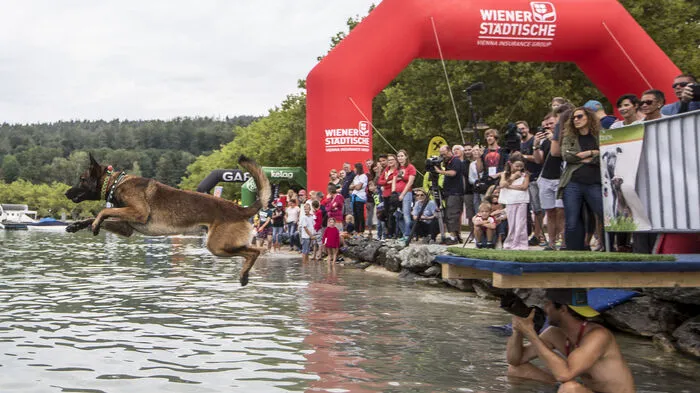 Im Anschluss an den Hundelauf fand das Dog Diving statt