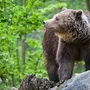 Am Schutzstatus für Bär & Co. ändere sich nichts, betont das Land Kärnten