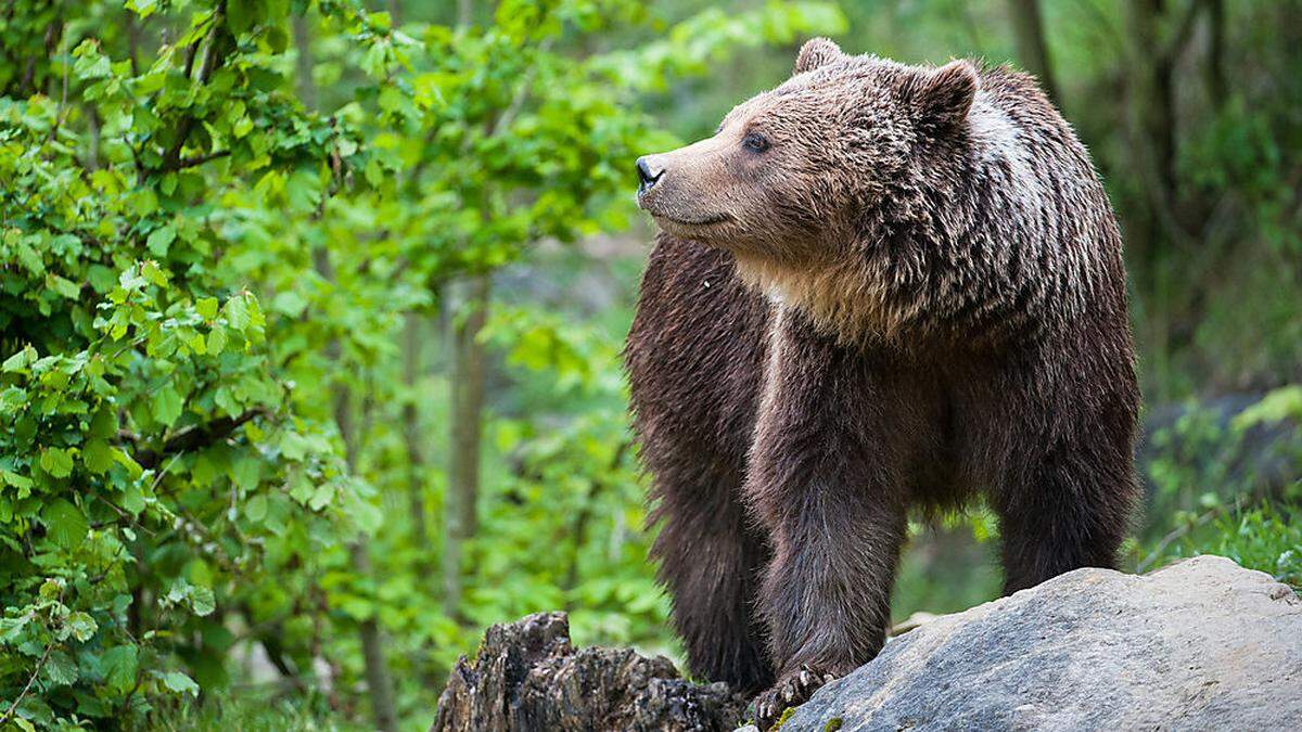 Am Schutzstatus für Bär & Co. ändere sich nichts, betont das Land Kärnten